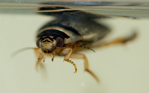 Diving beetles are voracious predators. Even small puddles of freshwater often host several different species. Photo: D. Sikes Diving beetles are voracious predators. Even small puddles of freshwater often host several different species. Photo: D. Sikes